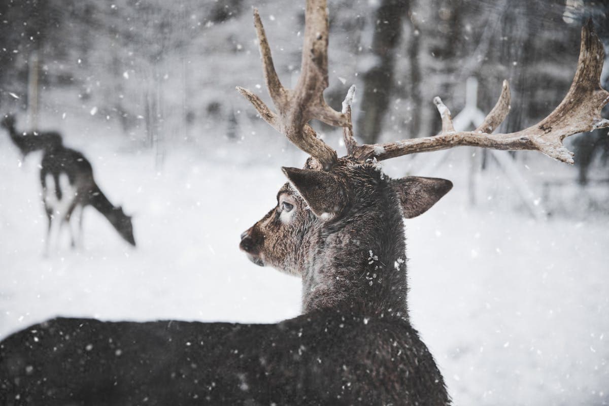 Reindeer Experiences