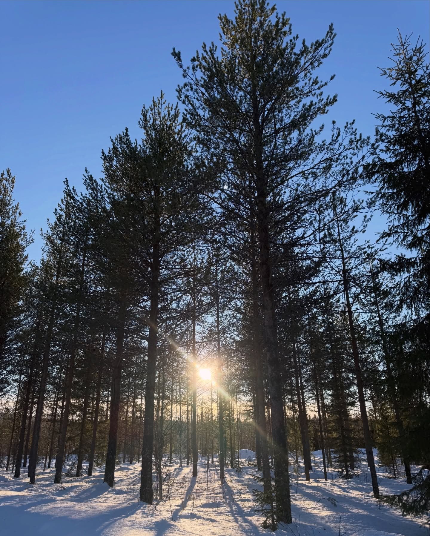 Winter sun filtering through snowy pine forest near Kettura cabins